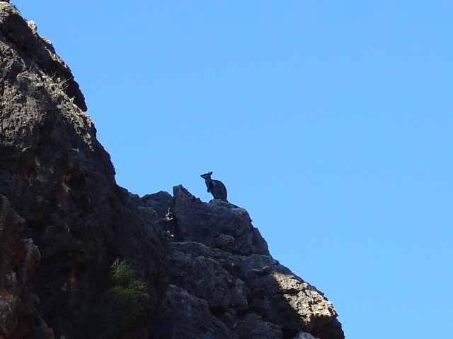 Black Footed Rock Wallaby